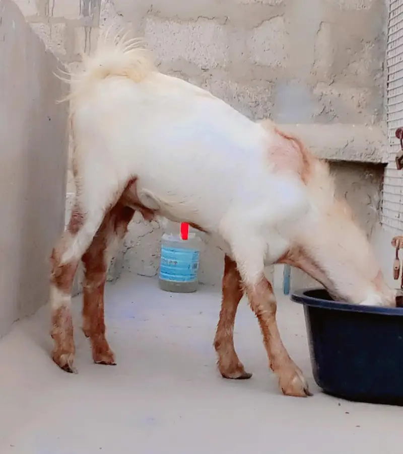 Gulabi Tedda Breeder For Sell: 0334-3769578. — photo 3