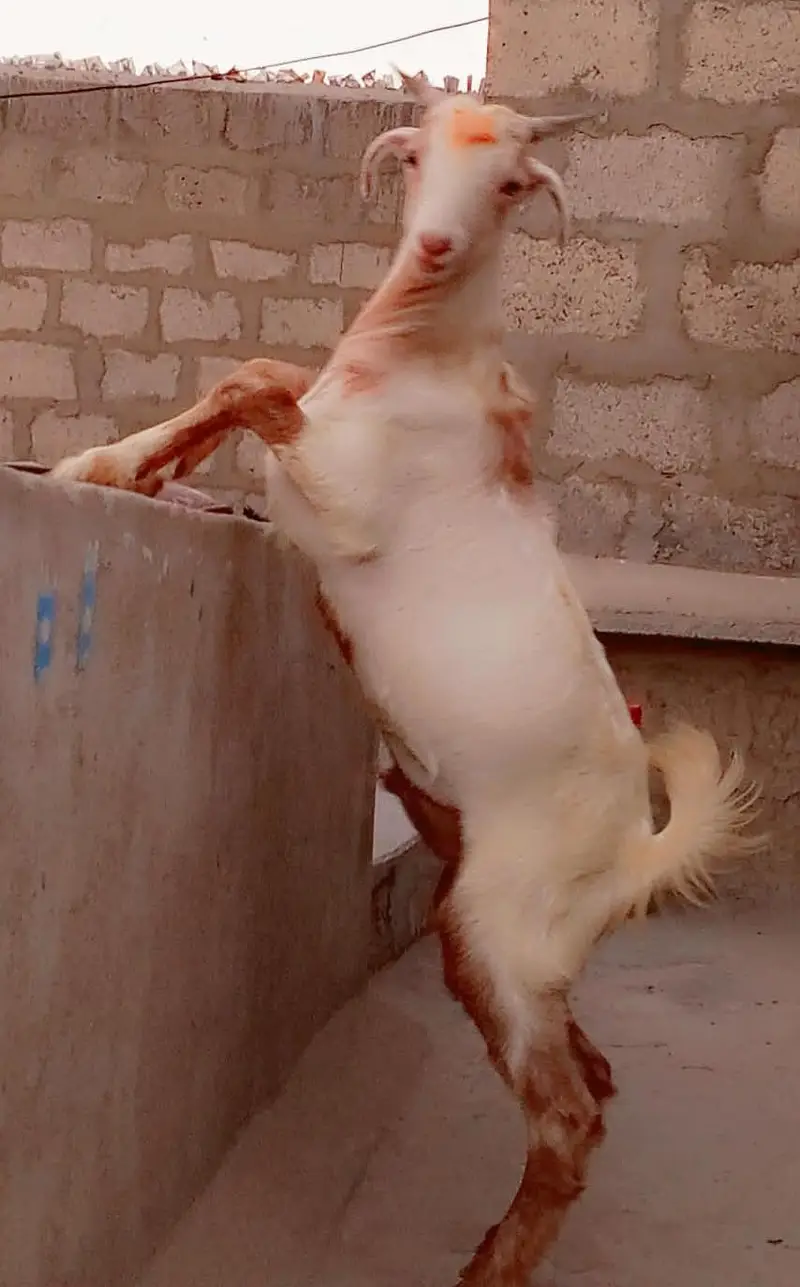 Gulabi Tedda Breeder For Sell: 0334-3769578. — photo 4
