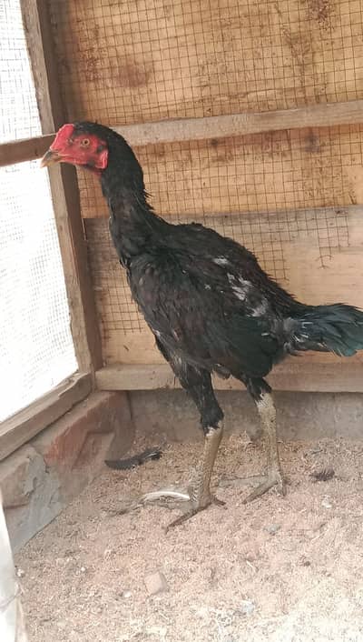 Aseel Thai || Black Aseel || Aseel Pair || Murgha For Sale
