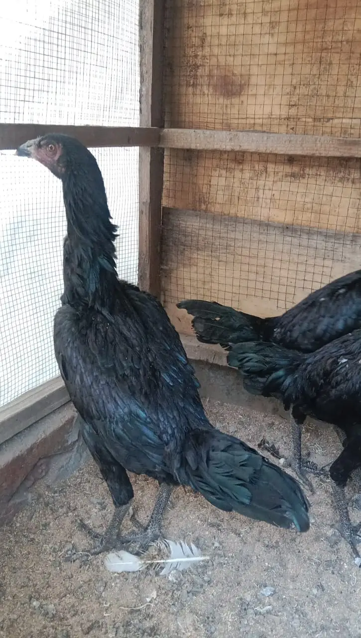 Aseel Thai || Black Aseel || Aseel Pair || Murgha For Sale — photo 2