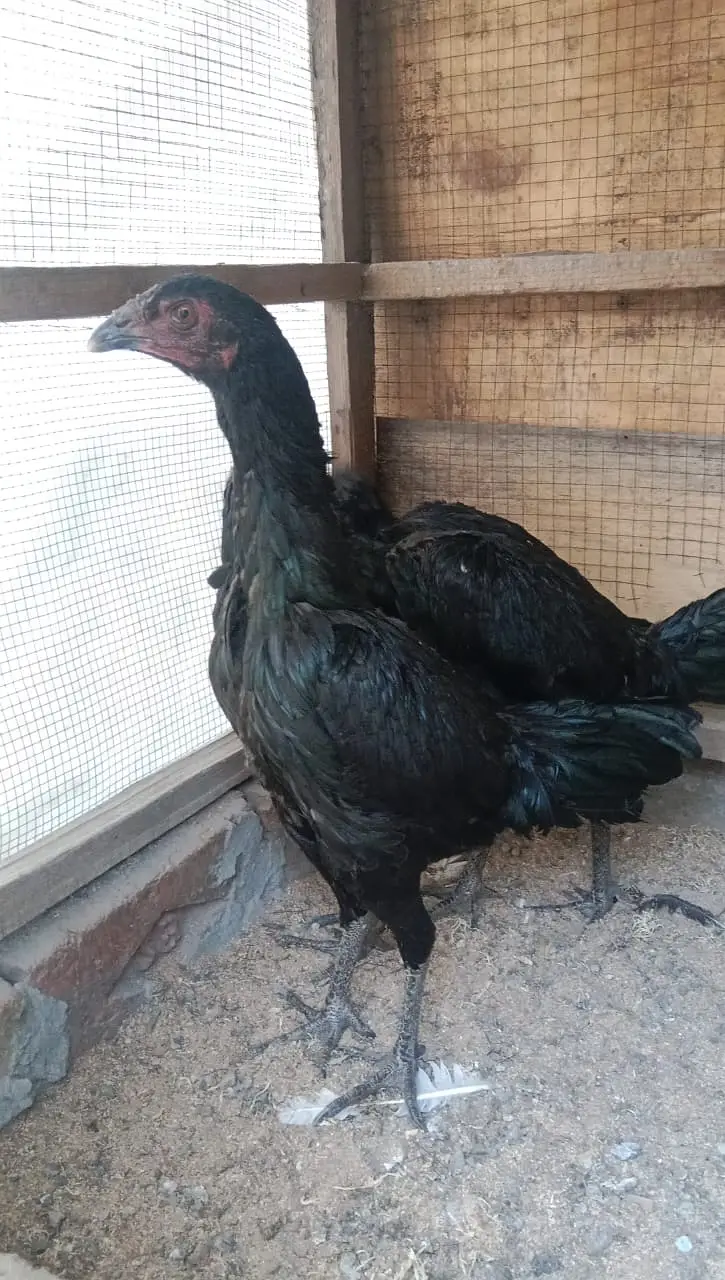 Aseel Thai || Black Aseel || Aseel Pair || Murgha For Sale — photo 3