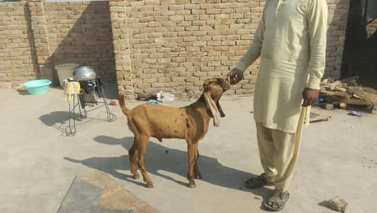 beetal male quality breader for sale