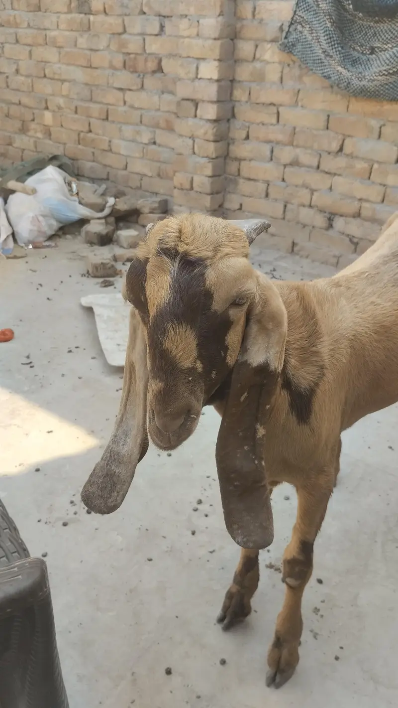 beetal male quality breader for sale — photo 8