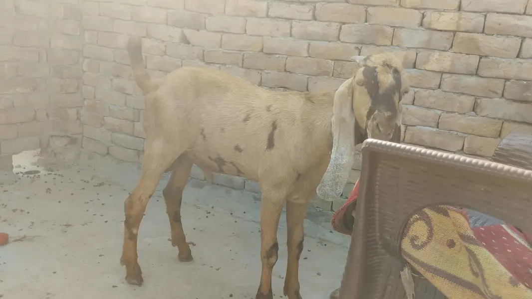 beetal male quality breader for sale — photo 10