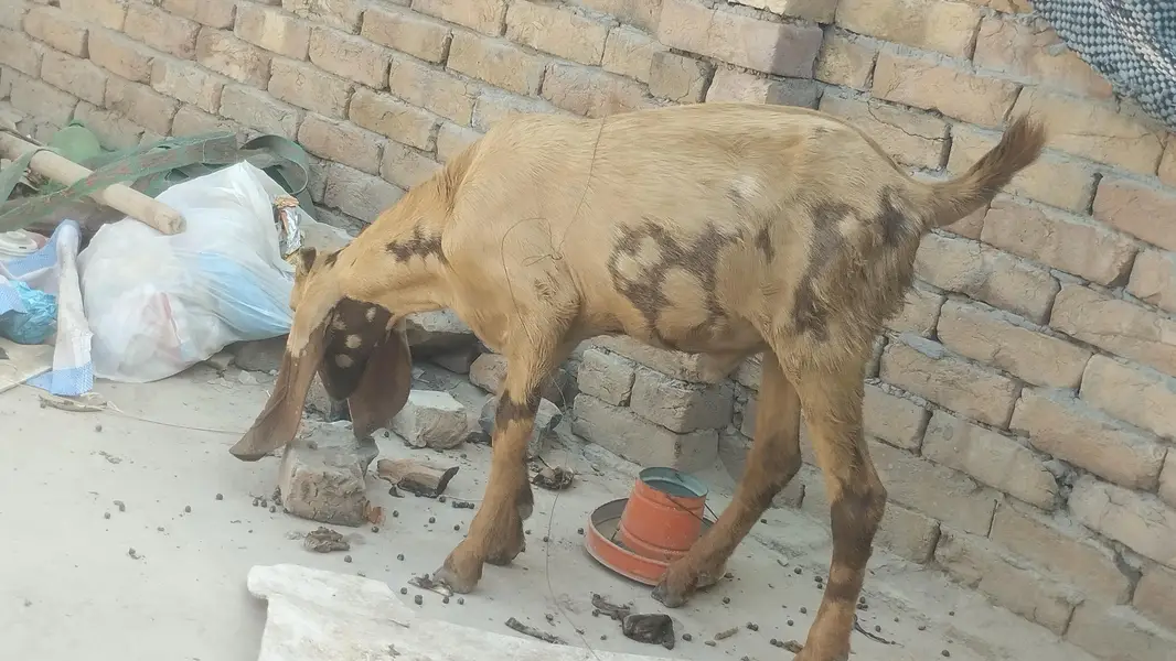 beetal male quality breader for sale — photo 11