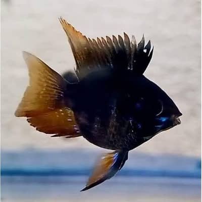 Baloon Black rams fishes Whatsapp 0303-7022290