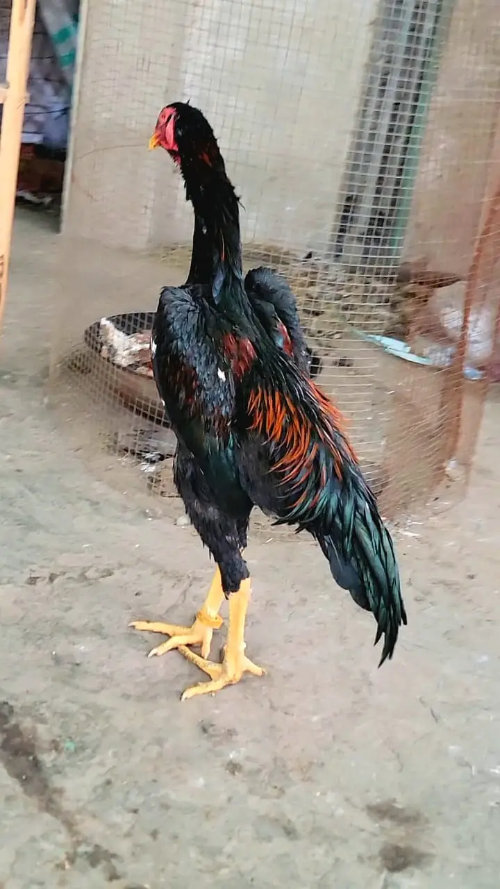 Japanese shamo | black shamo | lakha shamo | coco shamo for Sale