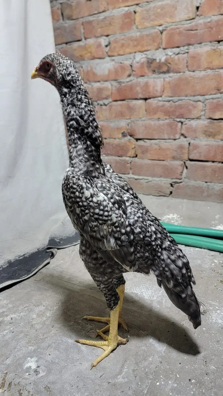 Japanese shamo | black shamo | lakha shamo | coco shamo for Sale — photo 2