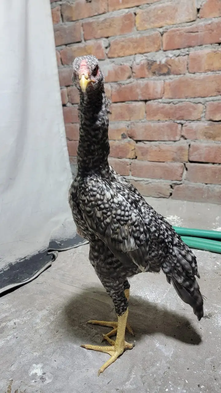 Japanese shamo | black shamo | lakha shamo | coco shamo for Sale — photo 3