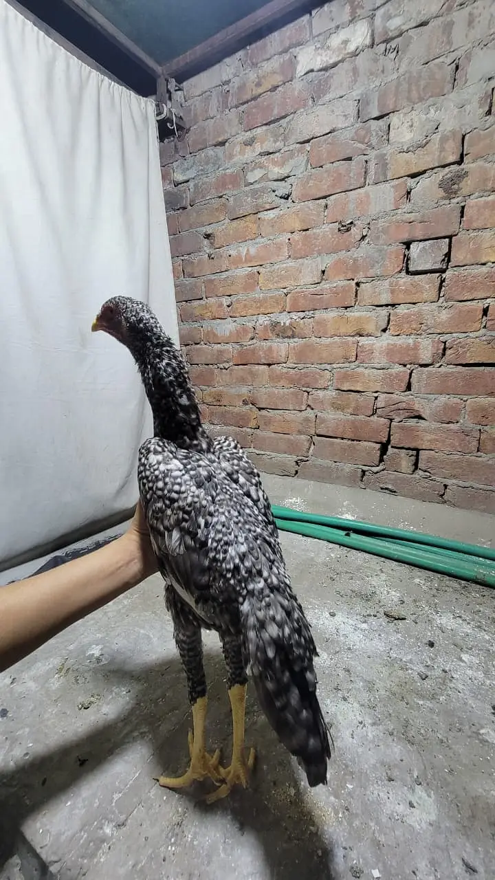 Japanese shamo | black shamo | lakha shamo | coco shamo for Sale — photo 4