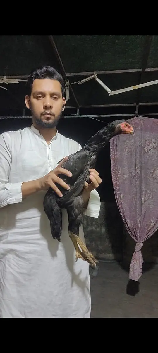 Japanese shamo | black shamo | lakha shamo | coco shamo for Sale — photo 9