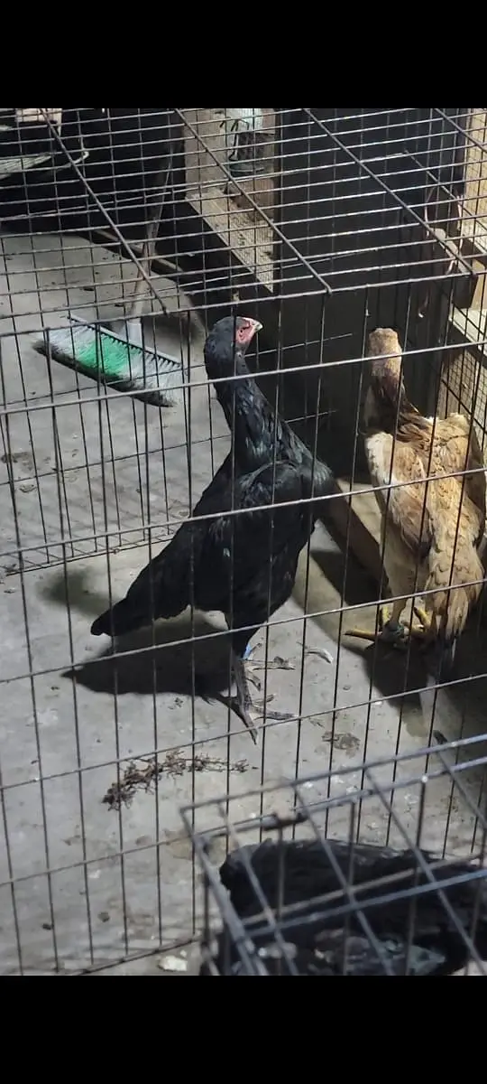 Japanese shamo | black shamo | lakha shamo | coco shamo for Sale — photo 10