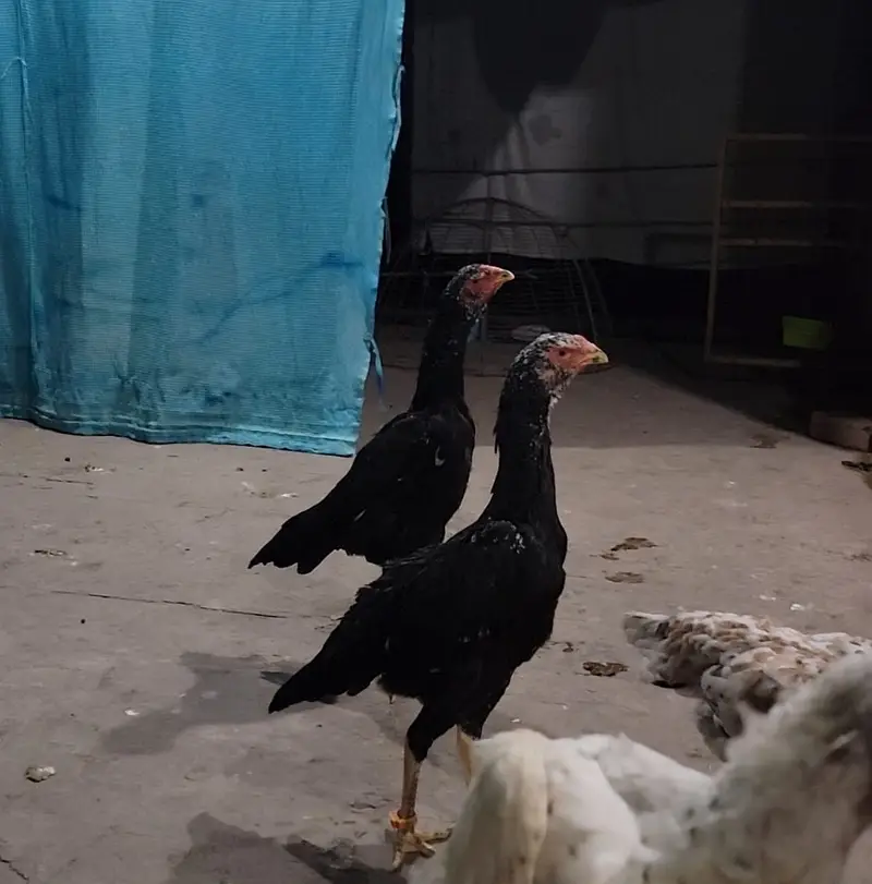 Japanese shamo | black shamo | lakha shamo | coco shamo for Sale — photo 11
