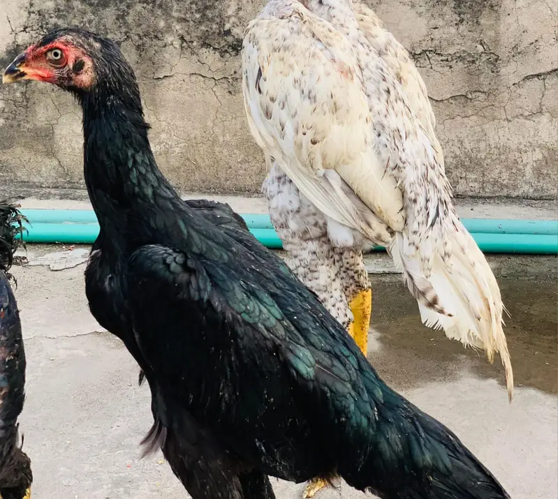 Japanese shamo | black shamo | lakha shamo | coco shamo for Sale — photo 12