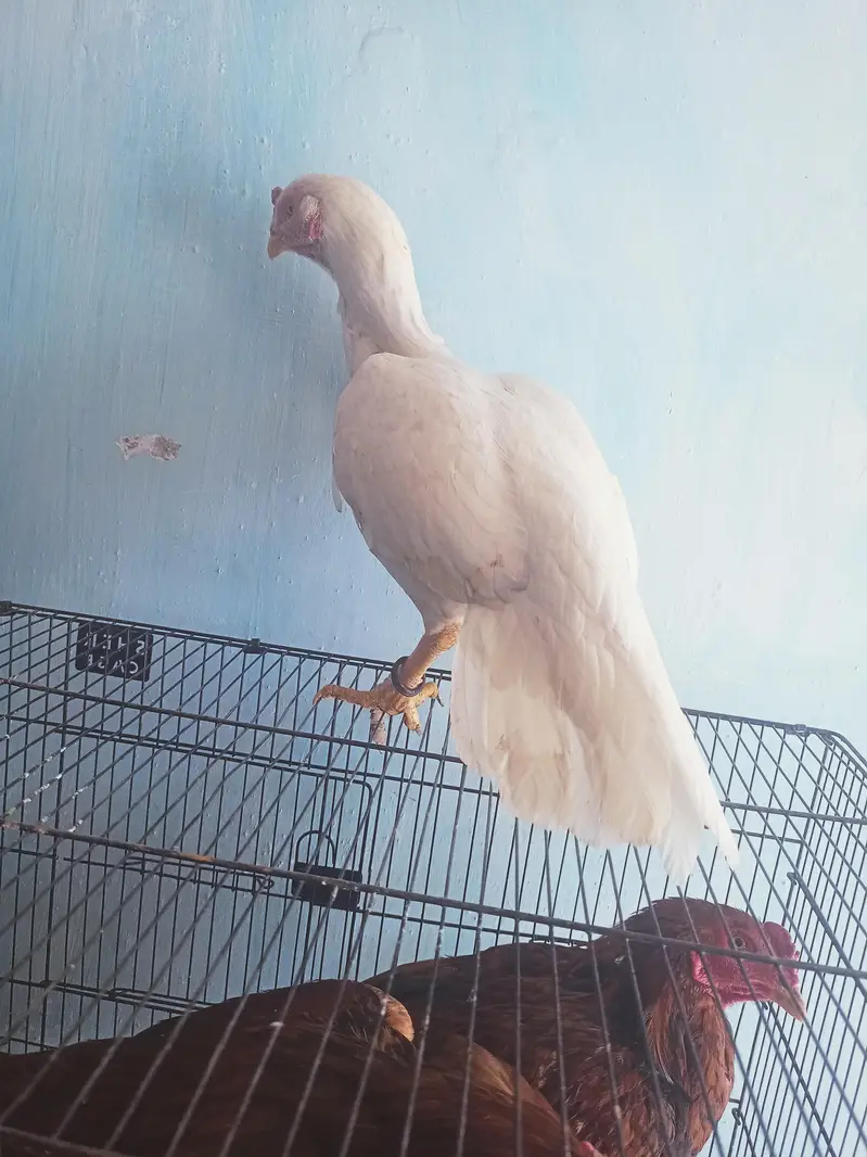 Aseel heera paper white pair — photo 2