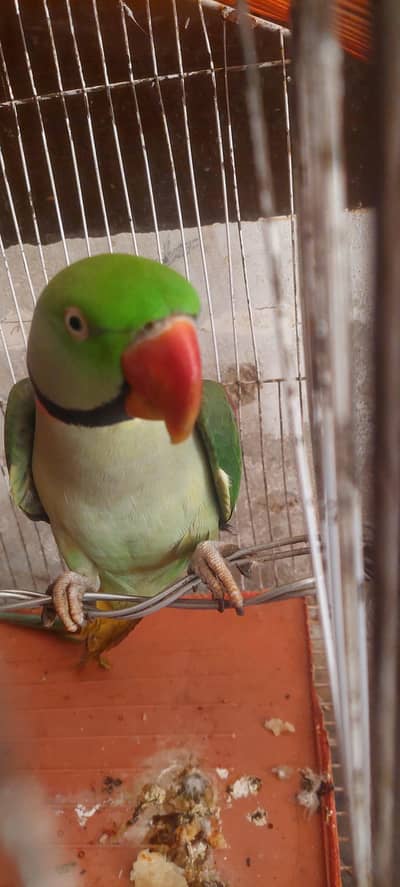 Raw parrot