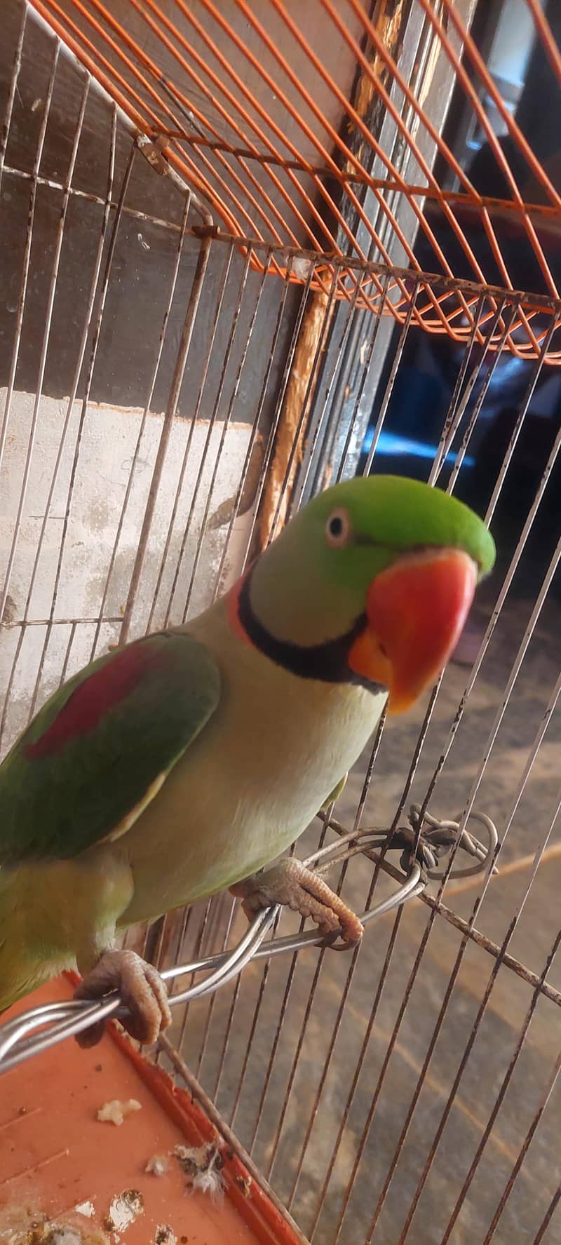 Raw parrot 1