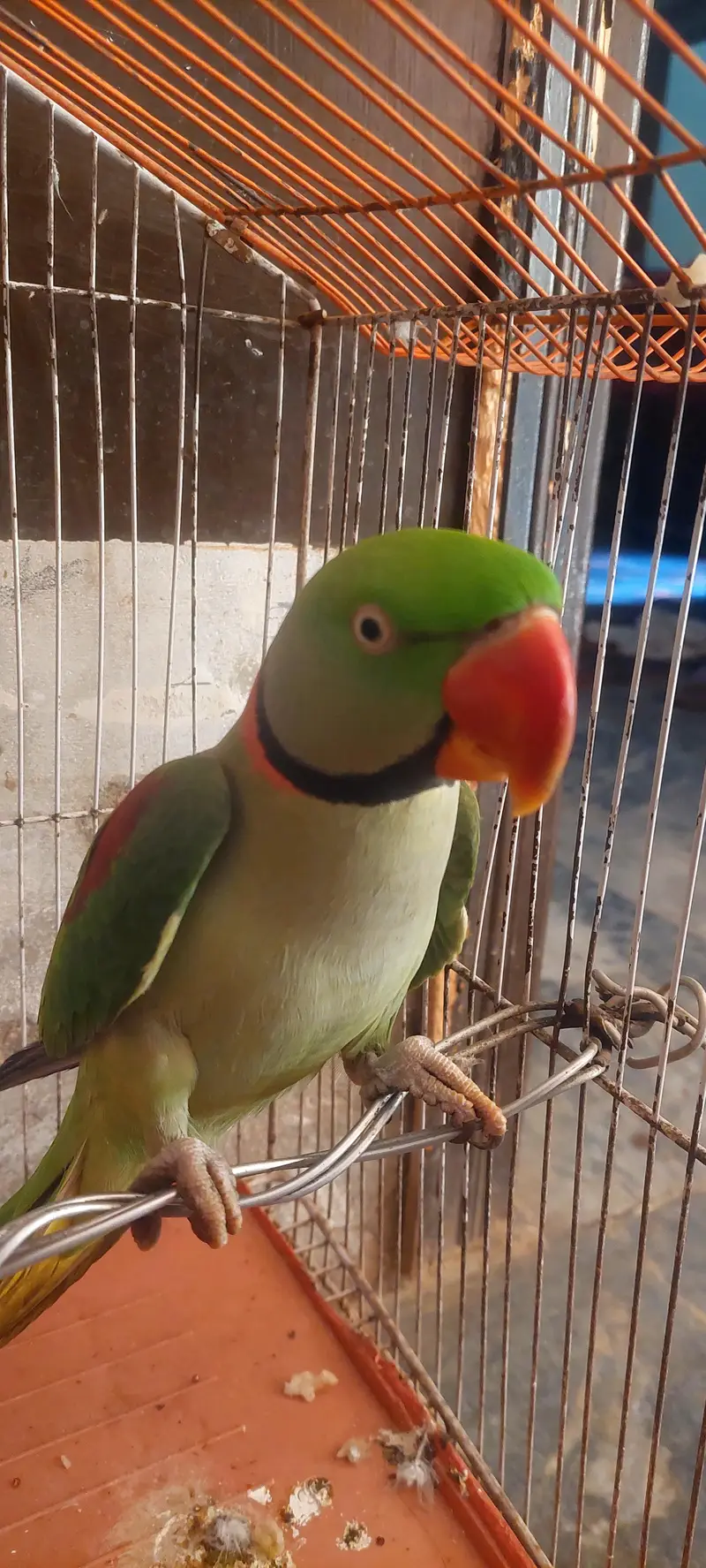 Raw parrot — photo 3