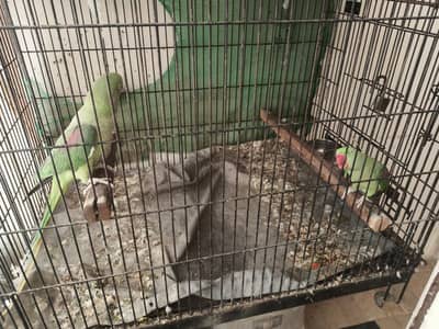2 Raw parrots for sale with cage