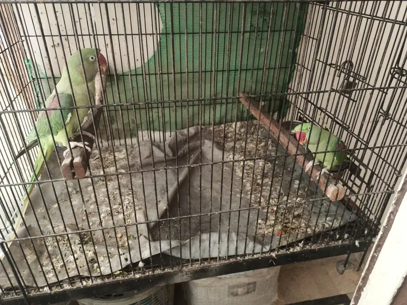 2 Raw parrots for sale with cage — photo 2