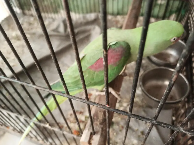 2 Raw parrots for sale with cage — photo 3
