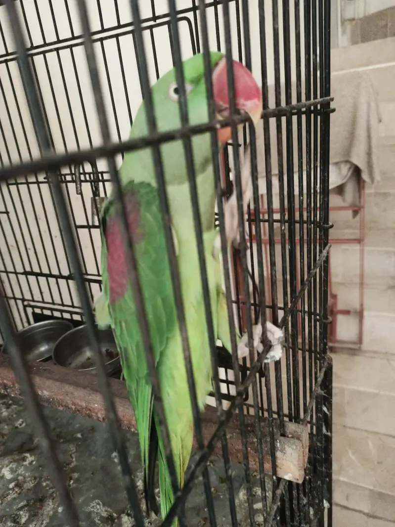 2 Raw parrots for sale with cage — photo 4