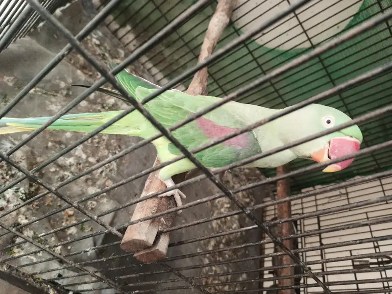 2 Raw parrots for sale with cage — photo 5