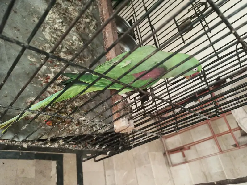 2 Raw parrots for sale with cage — photo 6