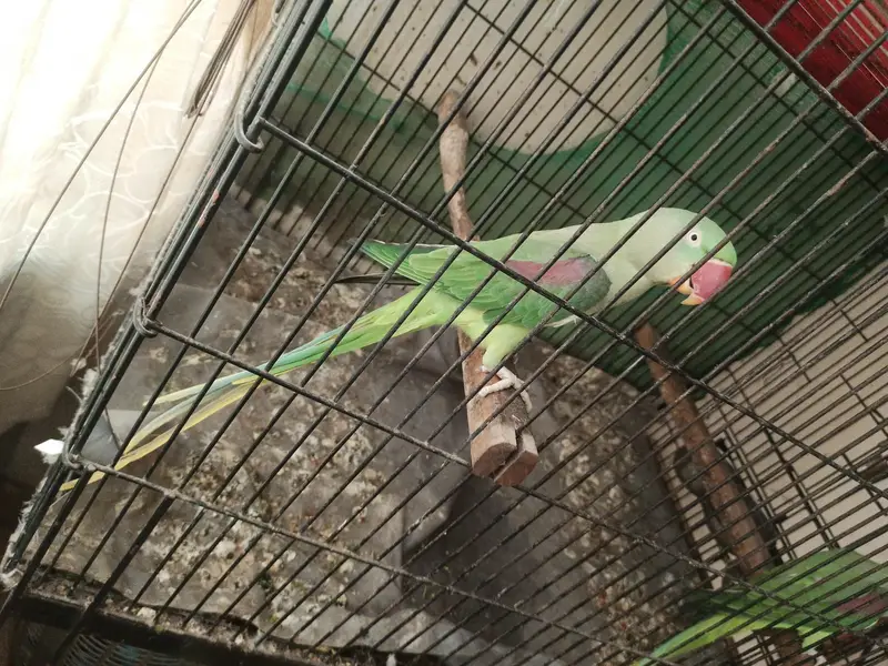 2 Raw parrots for sale with cage — photo 7