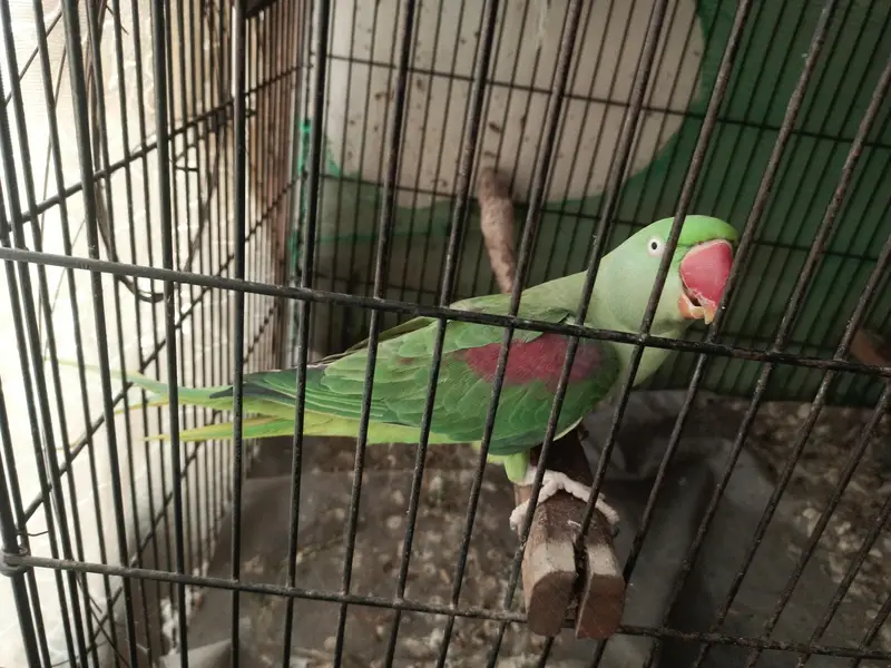 2 Raw parrots for sale with cage — photo 8