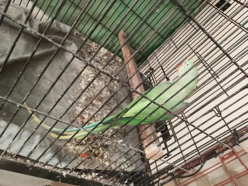 2 Raw parrots for sale with cage — photo 9