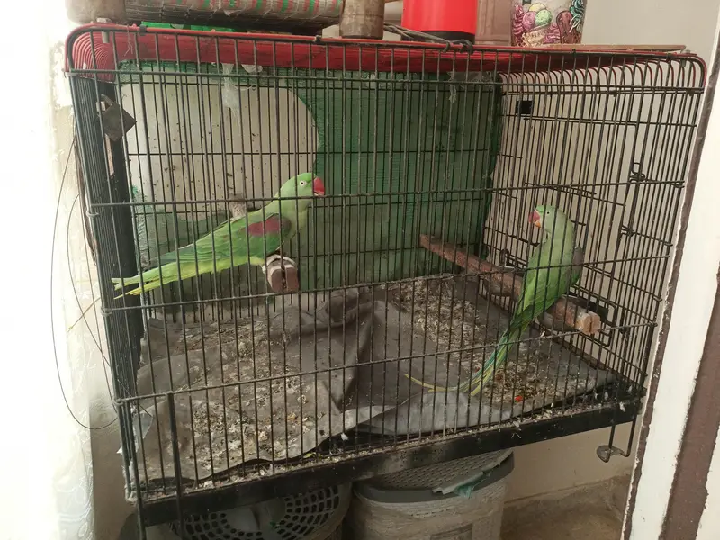 2 Raw parrots for sale with cage — photo 10
