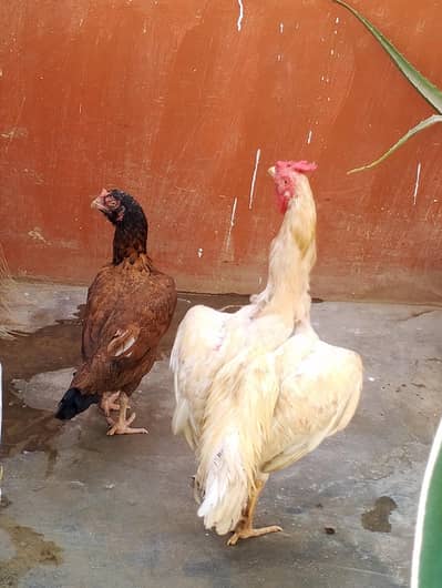 Amroha pure Aseel murghi with 1 Heera patha full long height