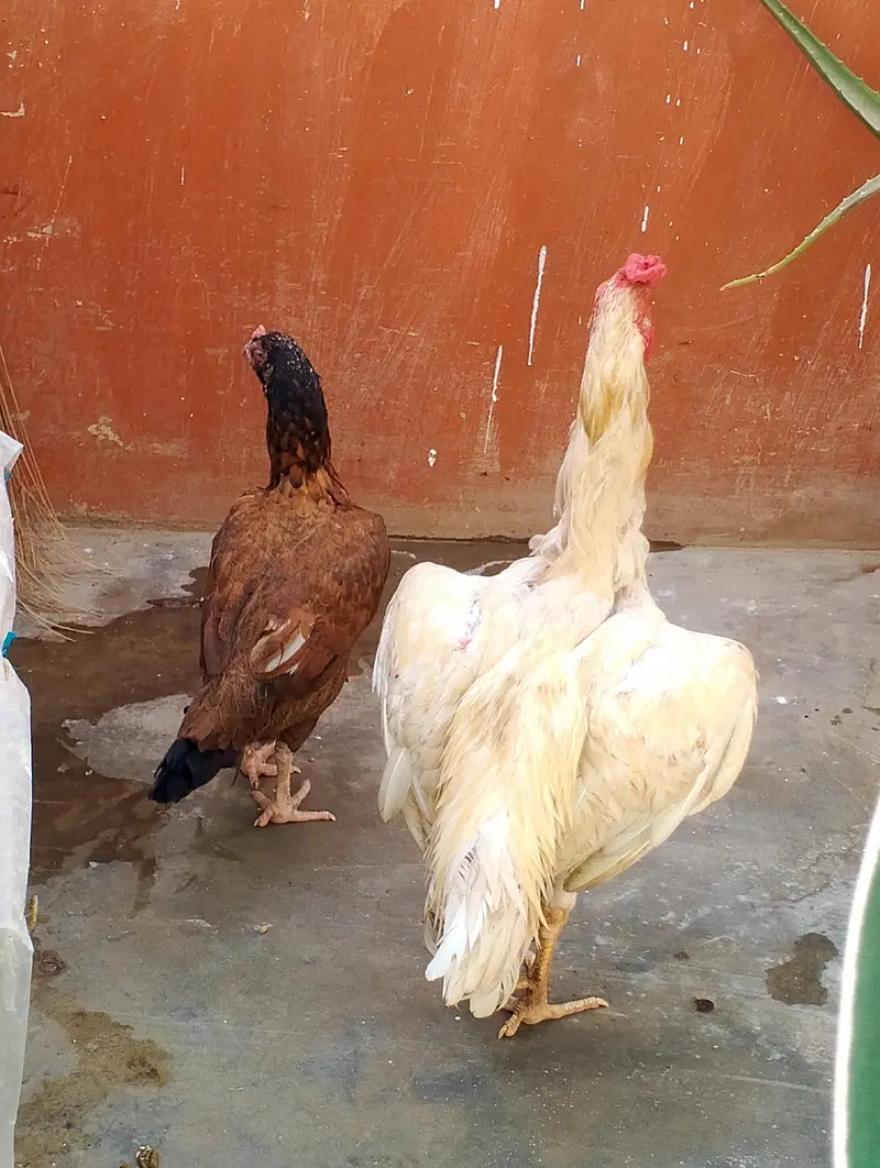 Amroha pure Aseel murghi with King size Heera patha full long height — photo 2