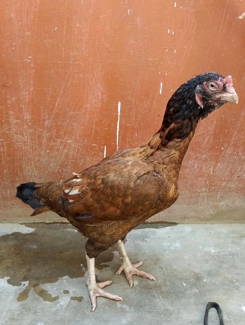 Amroha pure Aseel murghi with King size Heera patha full long height — photo 4