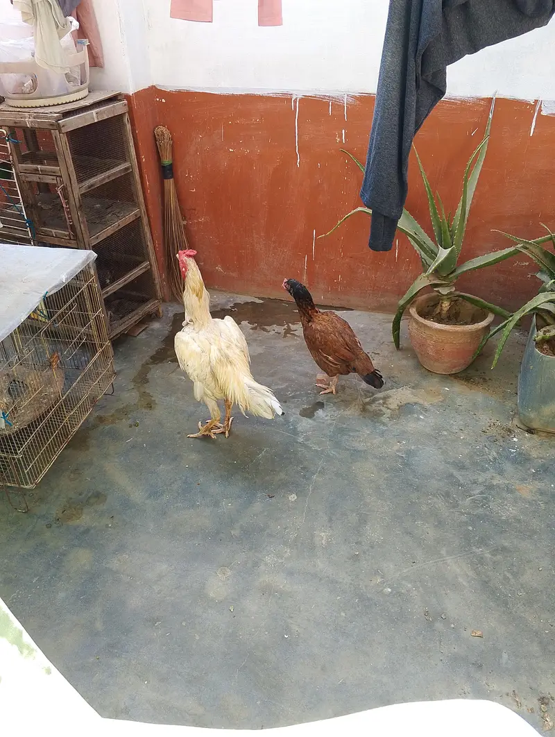 Amroha pure Aseel murghi with King size Heera patha full long height — photo 6
