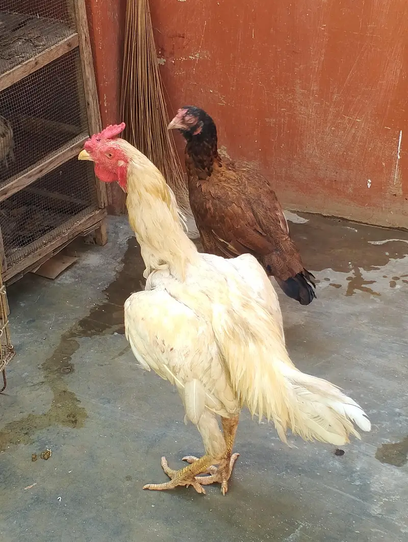 Amroha pure Aseel murghi with King size Heera patha full long height — photo 7
