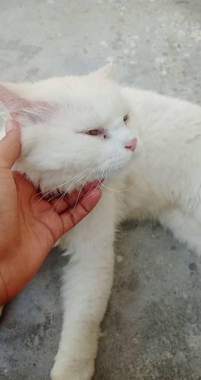 Persian male and female pair for sale
