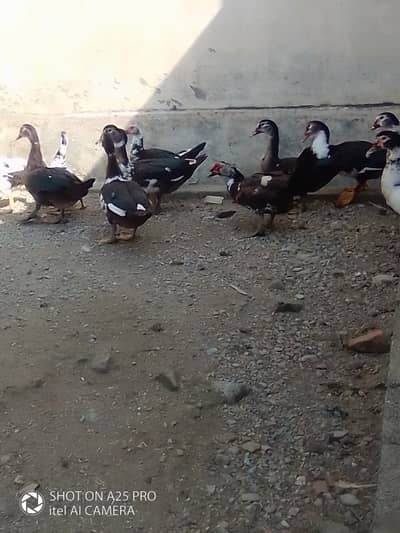 muscovey ducks