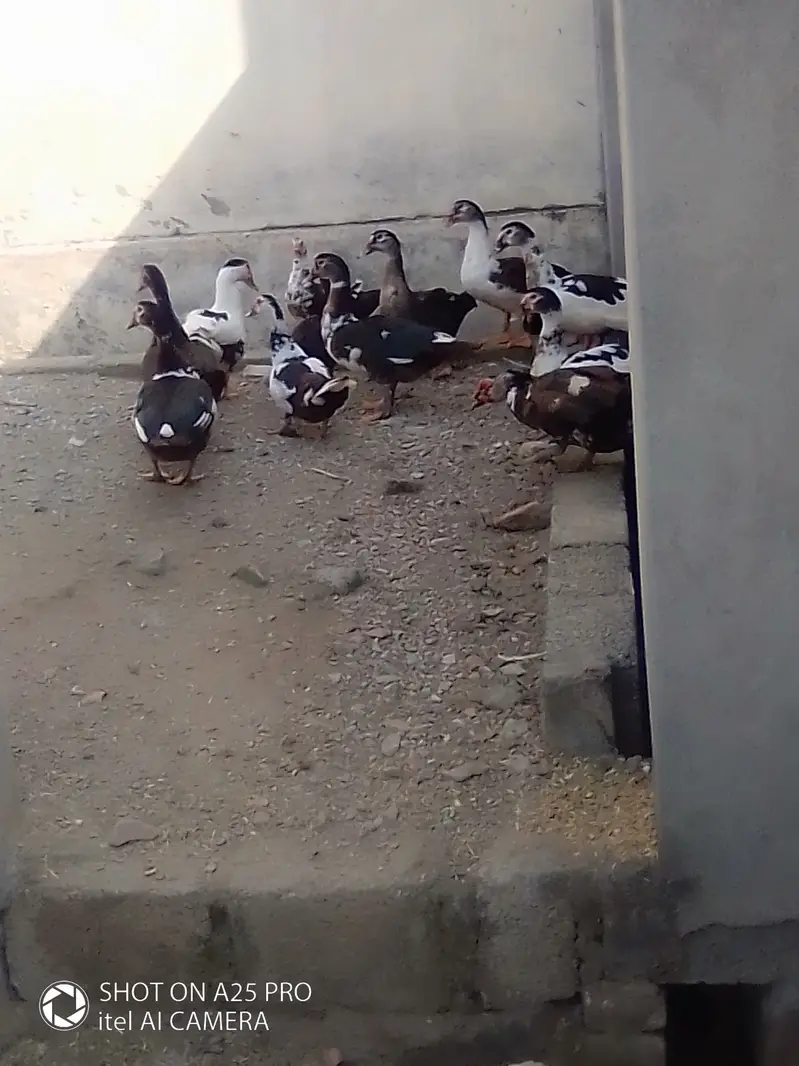 muscovey ducks — photo 2