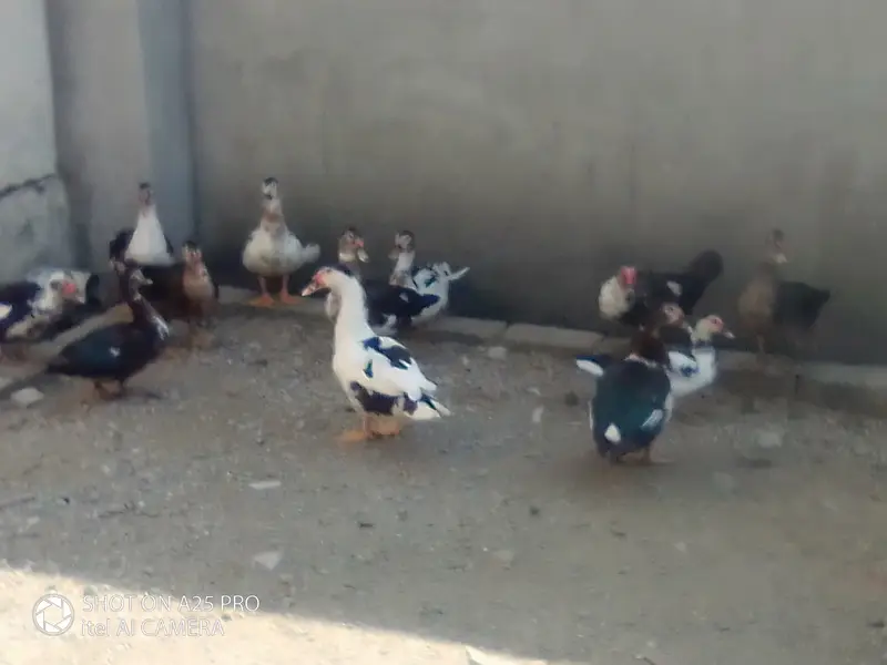 muscovey ducks — photo 3