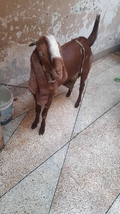 kheera bakra
