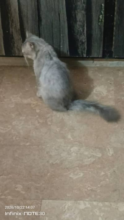 3 cats.  1. female white + 1 gray male + 1 kitten white 2month