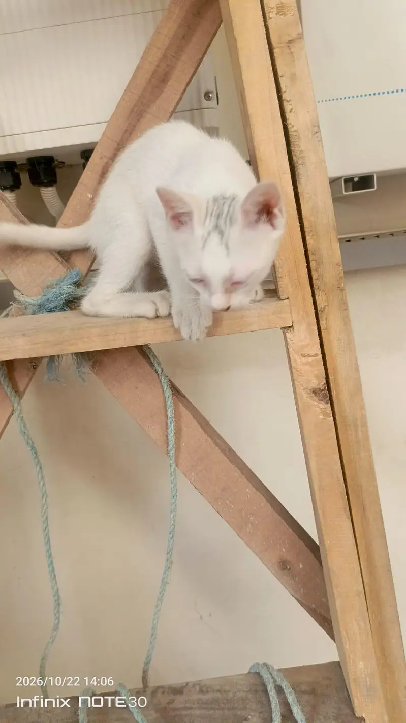 3 cats.  1. female white + 1 gray male + 1 kitten white 2month — photo 2