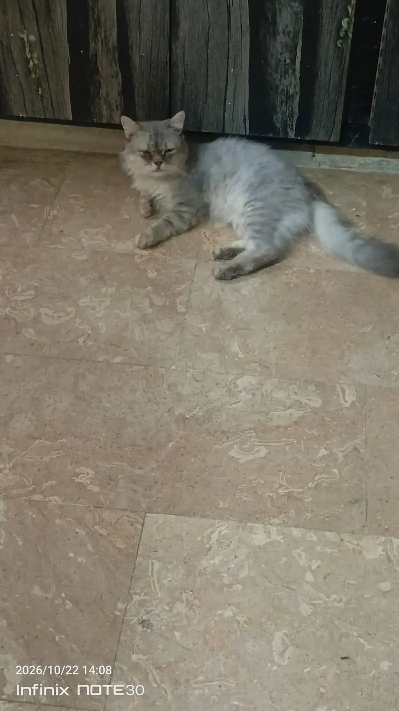 3 cats.  1. female white + 1 gray male + 1 kitten white 2month — photo 3