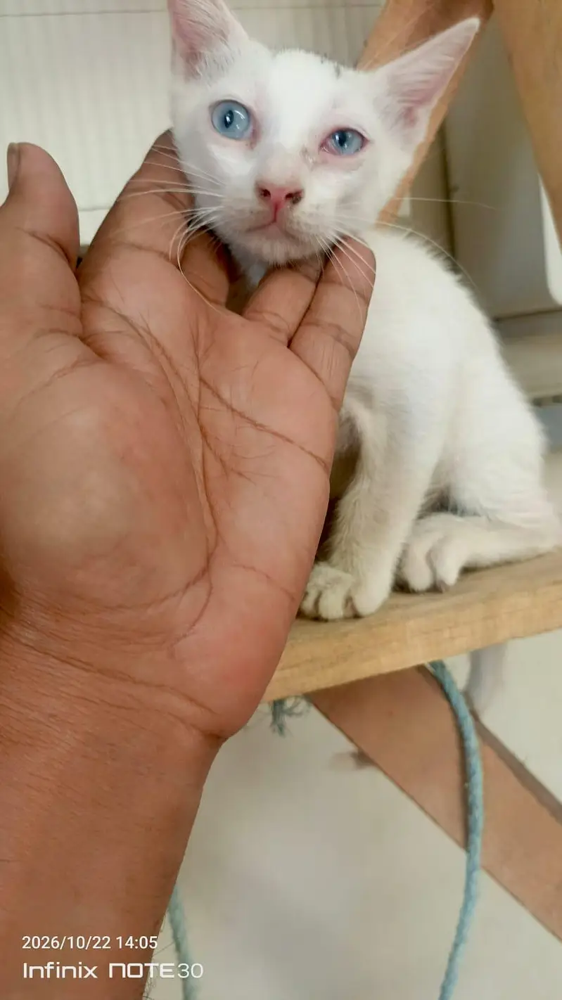 3 cats.  1. female white + 1 gray male + 1 kitten white 2month — photo 4
