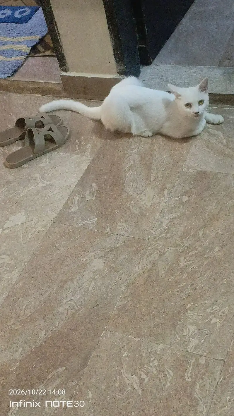 3 cats.  1. female white + 1 gray male + 1 kitten white 2month — photo 5