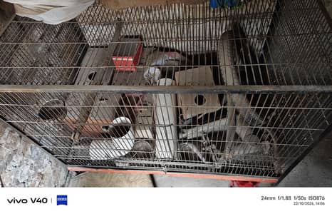 cage for sale 2.5× 2.5× 4 fit