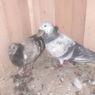 Two Pigeons Breeder Pairs For Sale