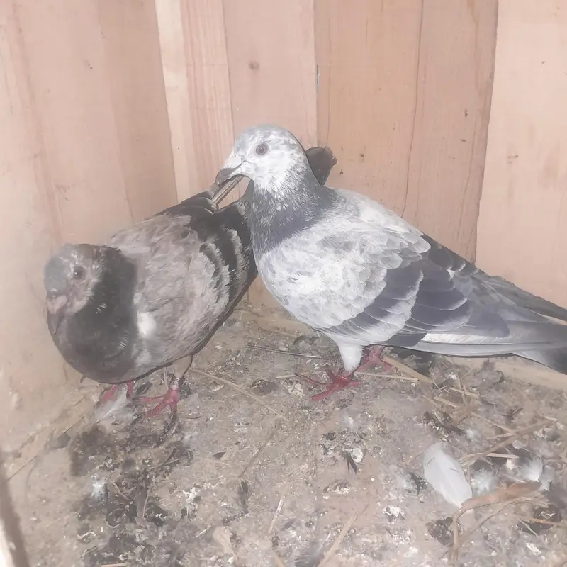 Two Pigeons Breeder Pairs For Sale — photo 2